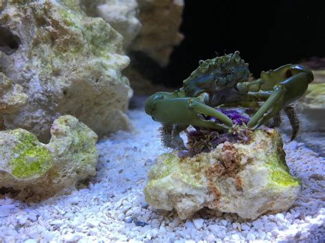 The 13 Best Saltwater Algae Eaters for a CLEAN Aquarium.